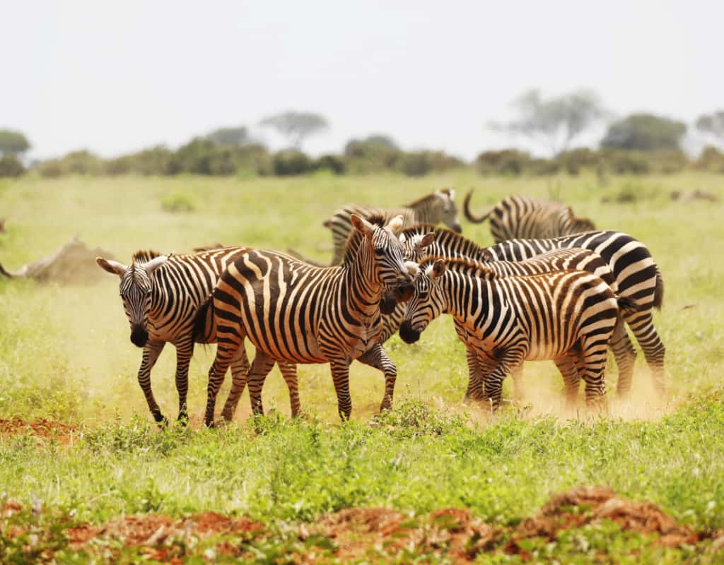 Wildlife